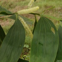 Acacia mangium Willd.
